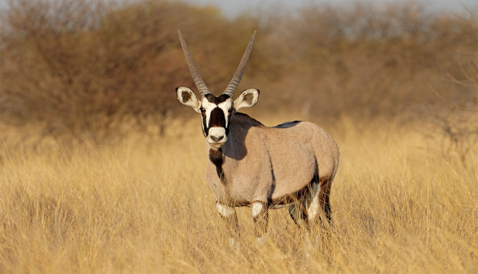 Slides Images for 4 Days Camping Safari In Northern Zone