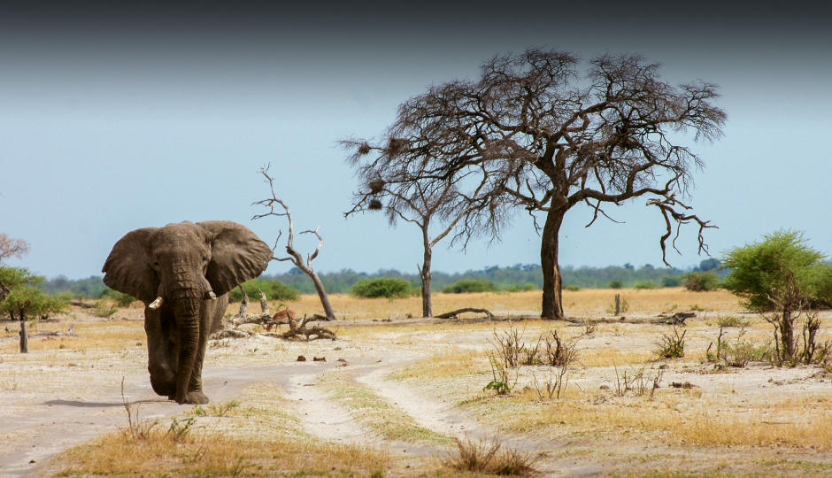Slides Images for Safari From Zanzibar Tarangire And Ngorongoro Crater