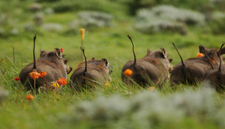 Slides Images for 4 Days Bale Mountain Wild Life & Game Drive Tour