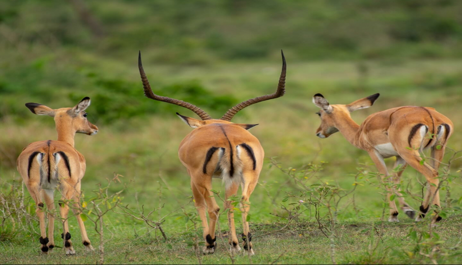 Slides Images for Wild Uganda: 7-Day Primate & Gorilla Safari 