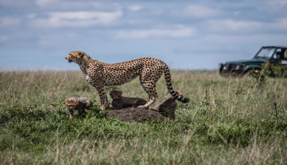 Slides Images for 3-Day Tanzania Safari To Serengeti And Ngorongoro