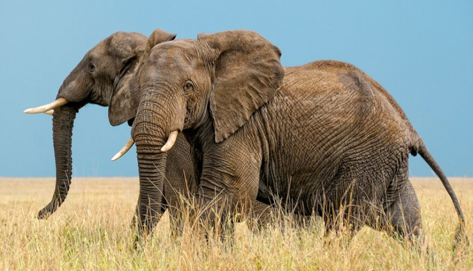 1-Day Tanzania Safari To Tarangire Np