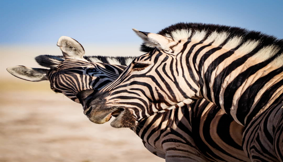 Slides Images for 5 Day : Nyerere National Park And Kilwa Kisiwani