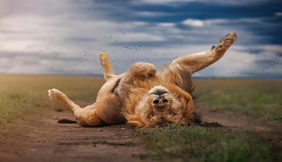 Cover Image - Burigi Chato Safaris
