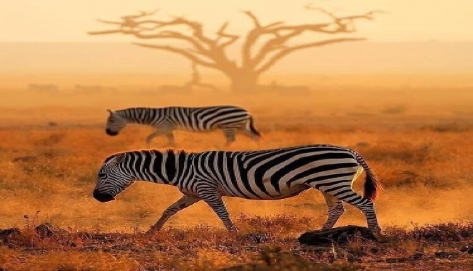 Memorable Safari In Tanzania