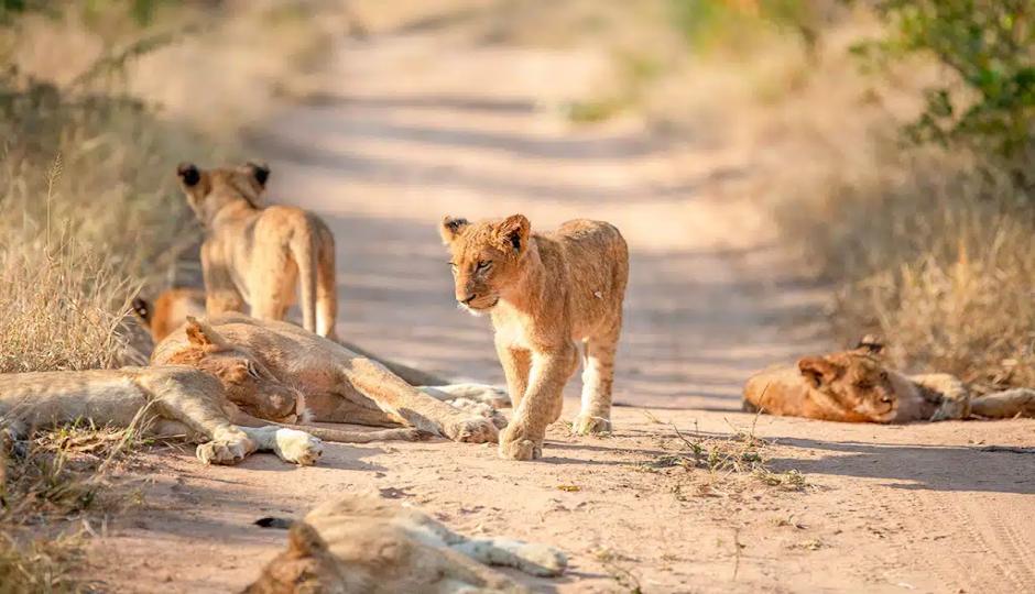 Slides Images for Ultimate 4-Day Tanzania Safari Adventure