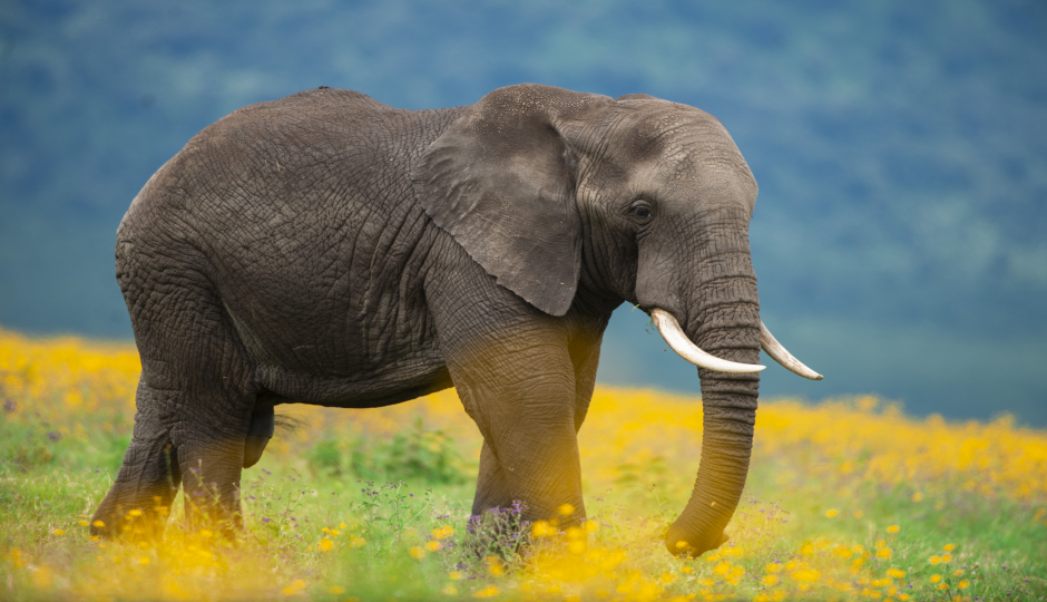 Slides Images for 3 Days Serengeti & Ngorongoro Fly-in Safari From Zanzibar Island