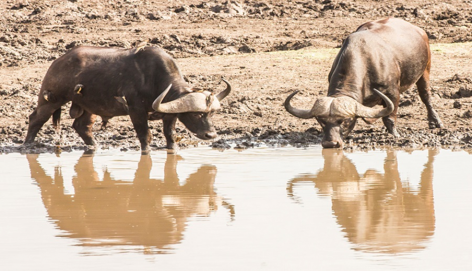5 Days Tanzania Luxury Safari 2026-2027