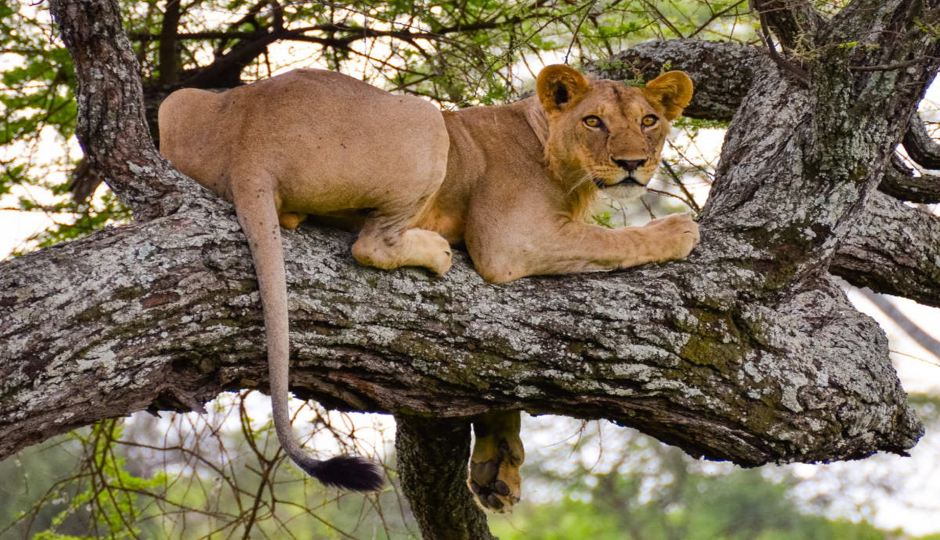 Slides Images for 7-Day Great Shared Safari Journey