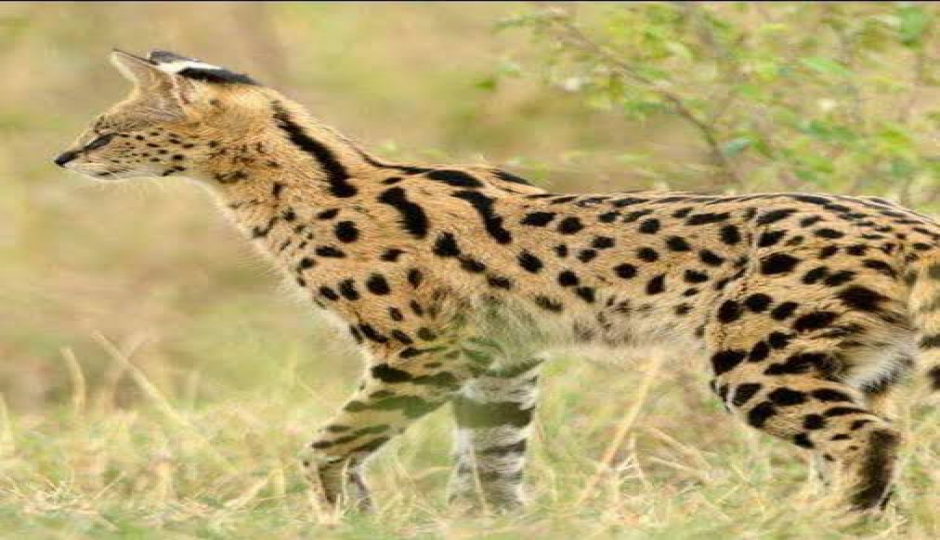 Slides Images for  Incredible Private Tanzania Safari