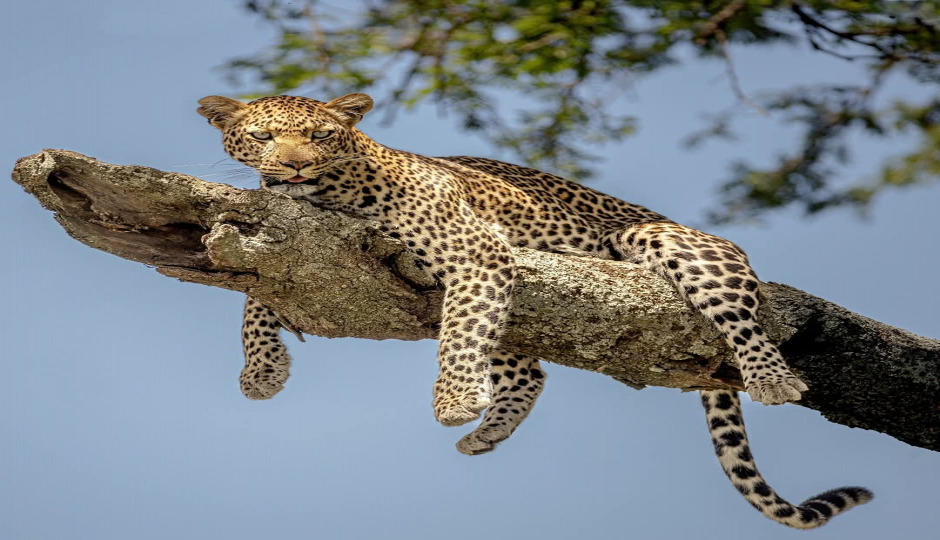 Serengeti-ngorongoro Crater Budget Camp Joining