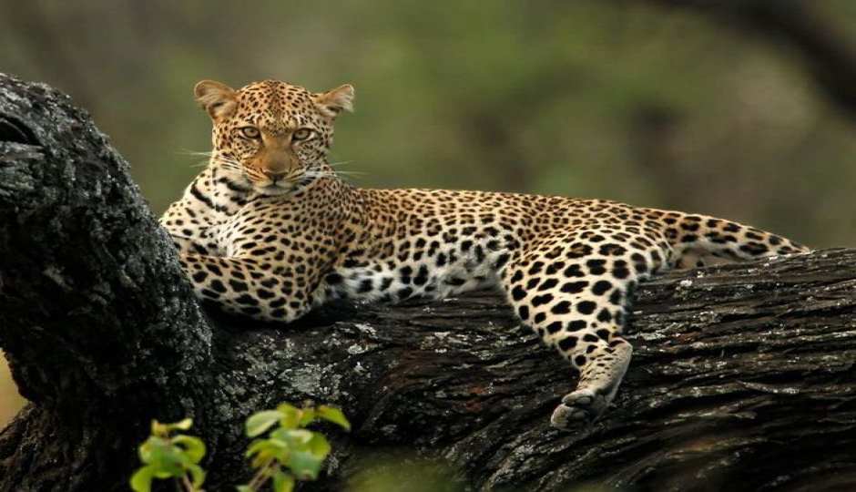 10 Days Luxury Tanzania Wildlife Safari