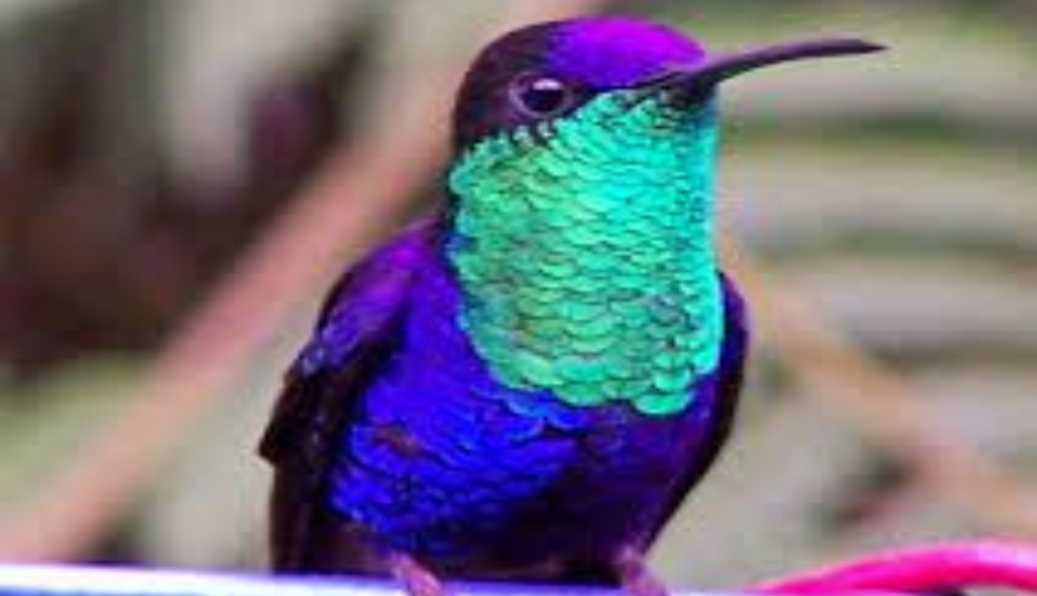 Slides Images for 11-Day Ethiopia Birdwatching Adventure & Photograph Tour