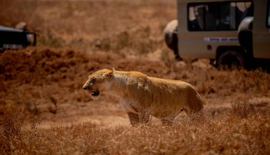 Slides Images for Flying In Serengeti, Ngorongoro Crater Tarangire