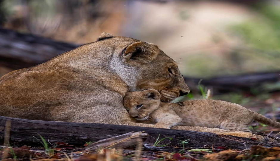 5-Day Tanzania Safari Selous, Mikumi & Boat Adventure