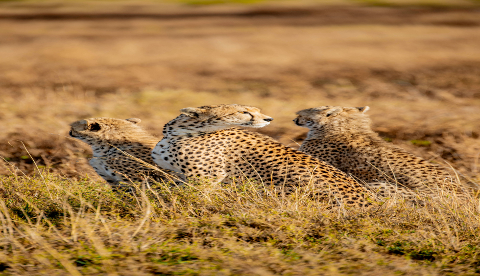 Leopard Tanzania Luxury Safari