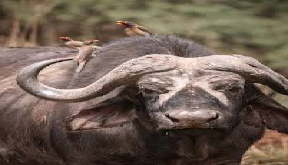 Mount Kilimanjaro, Serengeti & Ngorongoro Adventure