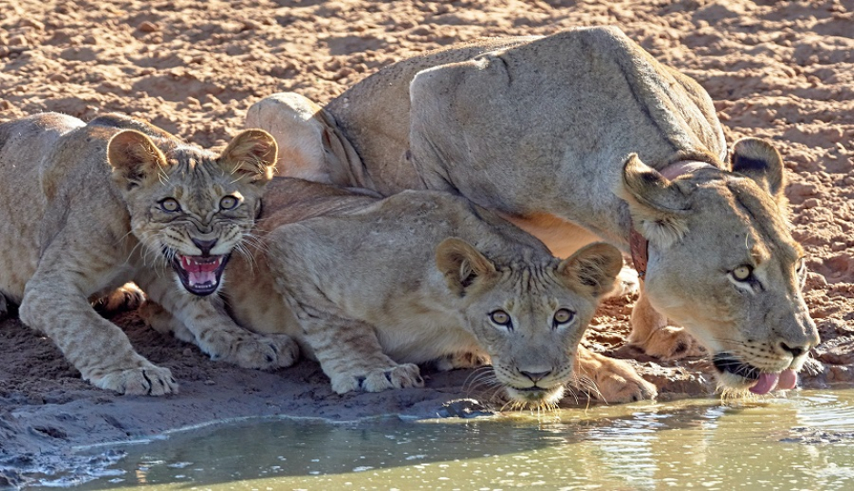Slides Images for 3 Days Tanzania Luxury Safari 2026-2027
