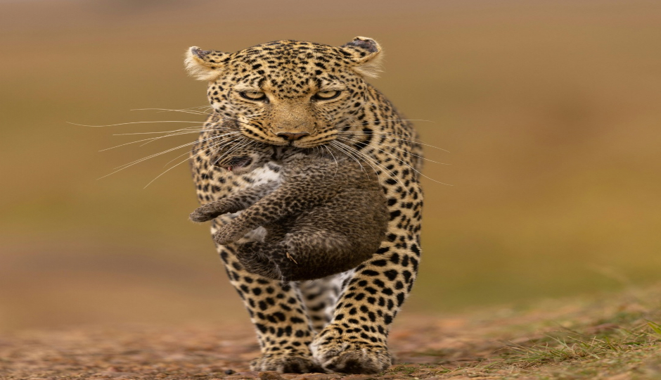 Slides Images for Fly-in Maasai Mara Safari