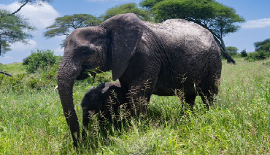 Slides Images for Tarangire And Ngorongoro Safari