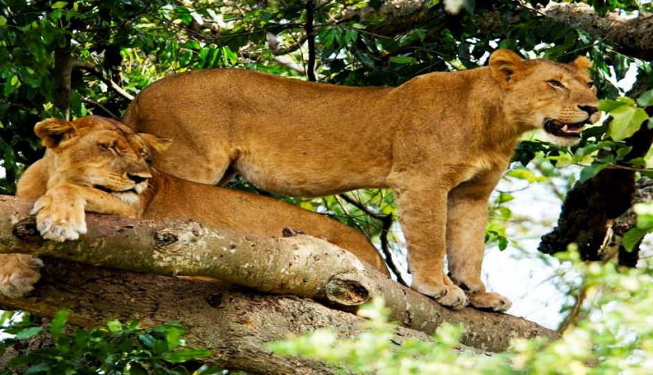 Untold Wild African Safaris