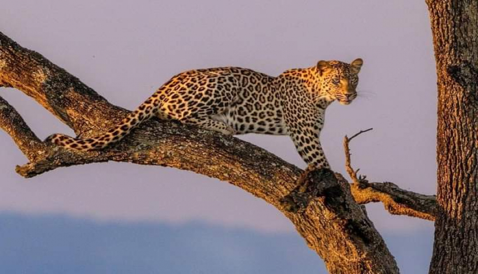 Best Of Kenya In 7 Days – Group Safari To 4 Park