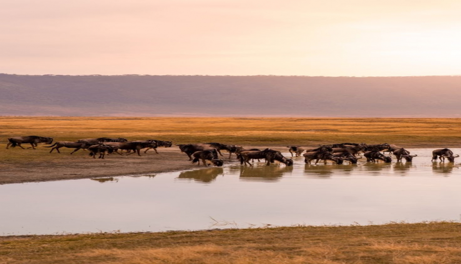 Slides Images for 2-Day Fly-in Safari From Zanzibar.