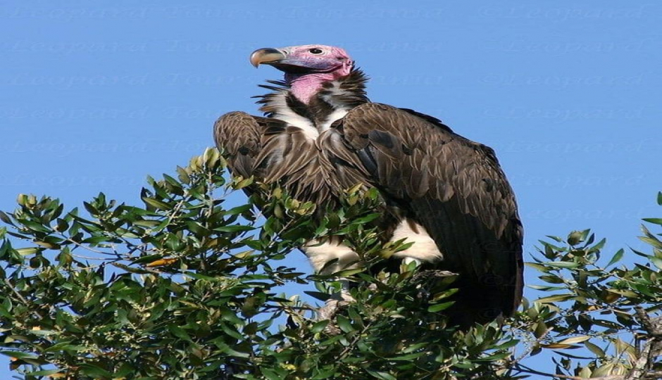 7 Day Tanzania Wildlife Safari & Cultural Tour