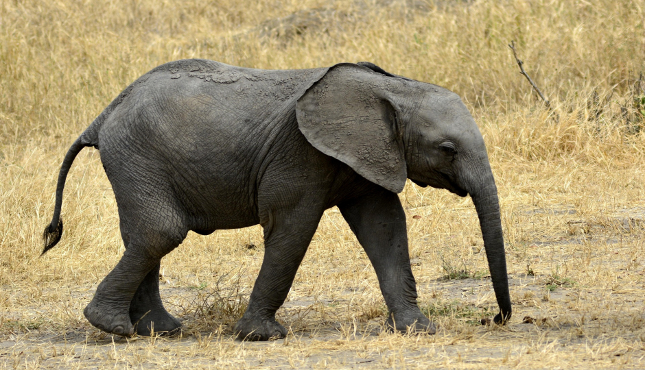 Slides Images for 2-Day Tarangire & Ngorongoro Crater Safari By Rrmamuya