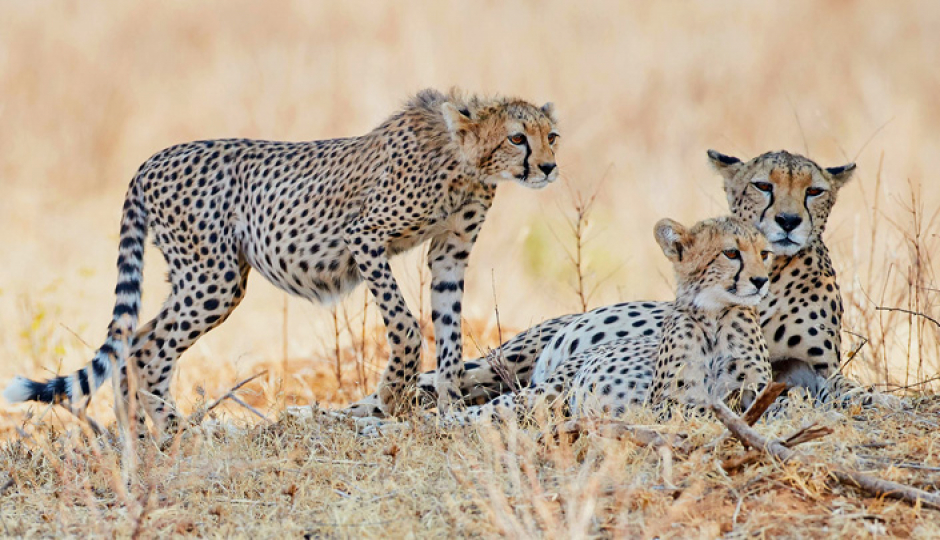 Mbega African Safaris