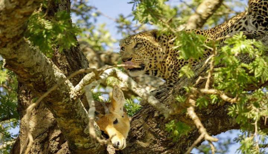 Slides Images for A Taste Of The Savanna Safari