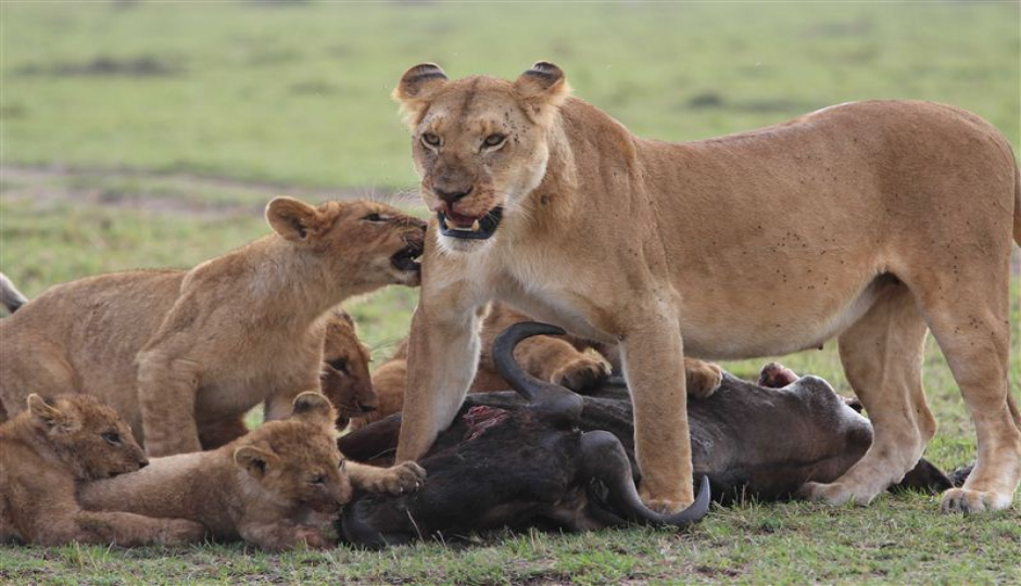 Slides Images for Experience Maasai Mara: 3-Day Safari In 4x4 Jeep