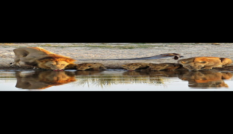 Slides Images for Vic Falls To Chobe Day Trips 