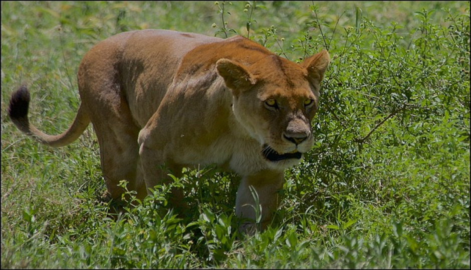  Best 6-Day Masai Mara Safari
