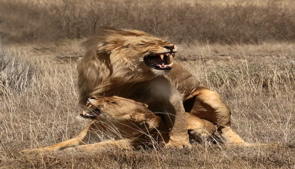 Slides Images for Ngorongoro Crater And Serengeti National Park Tour 