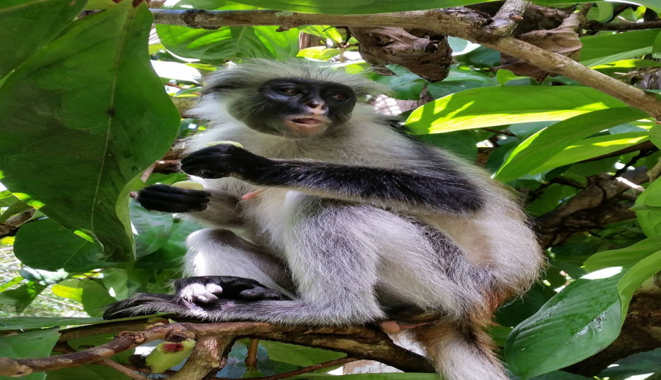 Slides Images for 3 Day : Mikumi National Park And Udzungwa Mountain Hiking