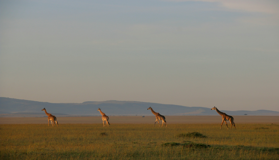 Safari Beneath The Savannah Skies.