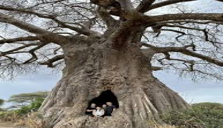 Slides Images for Big Five Safari, Kilimanjaro & Coffee Tour