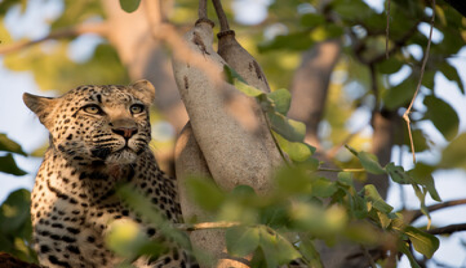 Slides Images for Amazing Wildlife And Cultural Experience Tour_safari