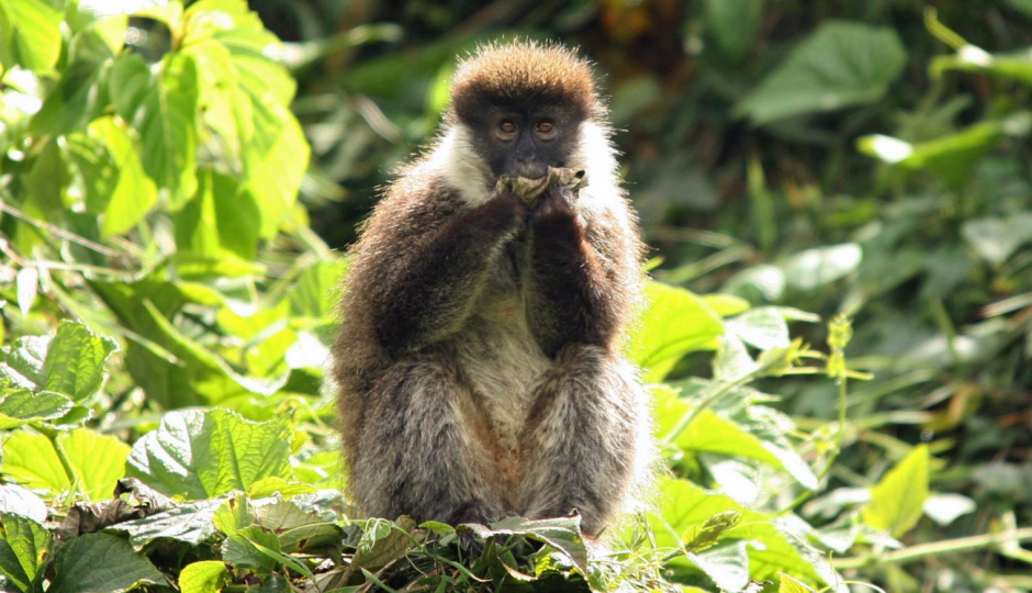 Slides Images for 13 Days Ethiopia Birdwatching Photographer Safari 