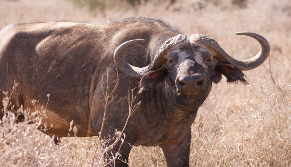 Slides Images for Unforgettable Day Trip Tanzania Safari From Zanzibar To Mikumi 