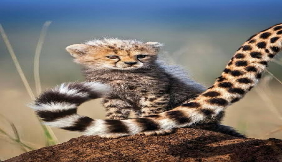 Slides Images for  Budget-friendly Safari To Tarangire & Ngorongoro