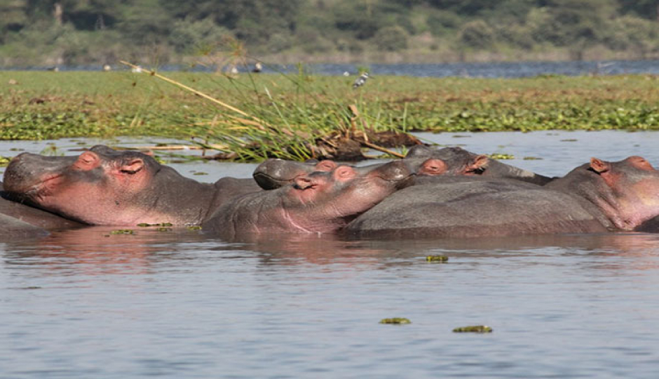 3-Day Explore Wildlife & Waterfalls Safari Adventure
