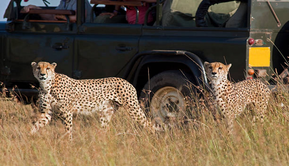 Slides Images for 6 Days Serengeti Migration Safari Package In Ndutu 
