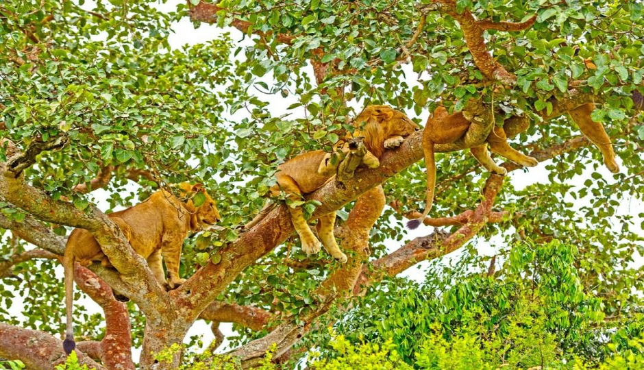 Slides Images for Ngorongoro Crater Day Trip