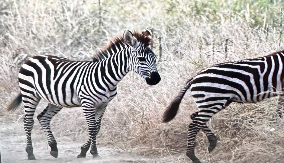Slides Images for The Best Of Serengeti, Ngorongoro And Tarangire