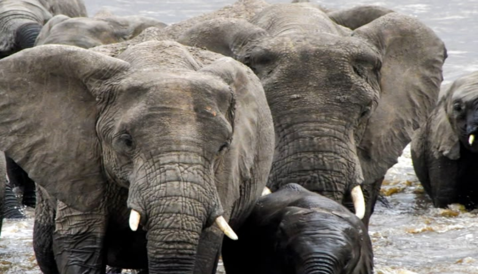 Slides Images for 5-Day Nyerere & Mikumi National Parks Wildlife Safari