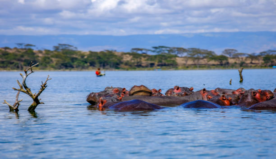 1-Day Lake Naivasha Trip From Nairobi