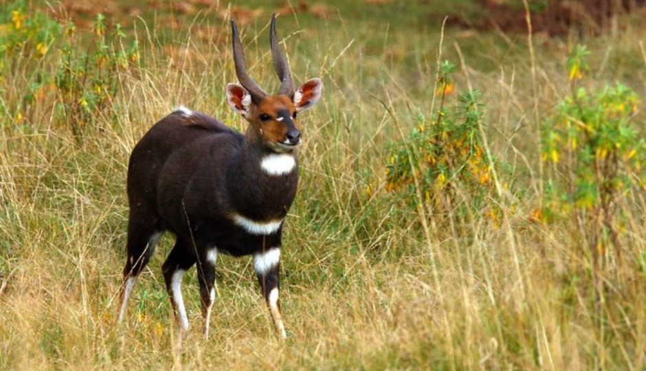 Slides Images for  8 Days Harar, Awash & Bale Mountain Safari Tripe