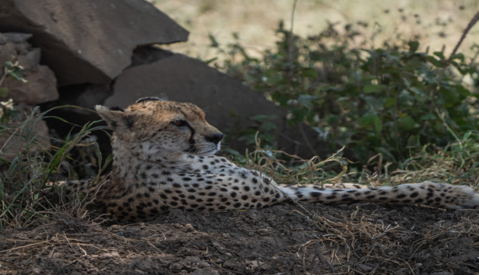 Cover Image - Labonze Safaris